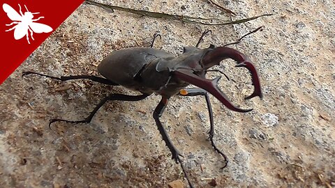 Stag Beetle (Lucanus cervus) – Europe’s Largest Beetle