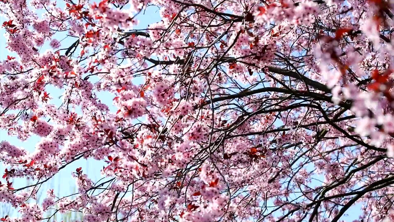 Pink Flowers In Springtime