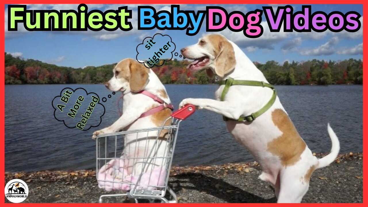 Cute And Funny Pet Videos Compilation ♥ Baby Dog Videos ♥ Part 2