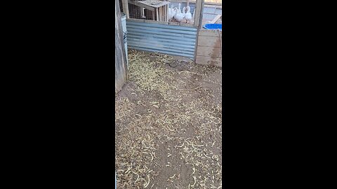 King snake living with the ducks