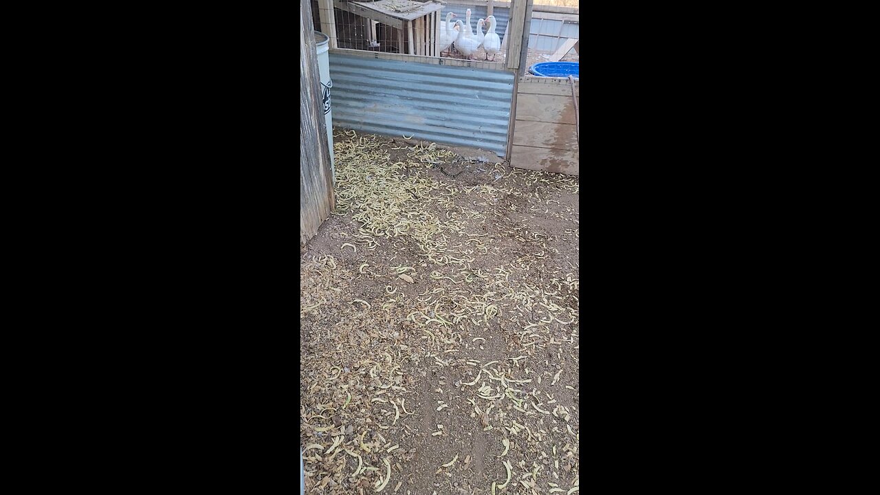 King snake living with the ducks