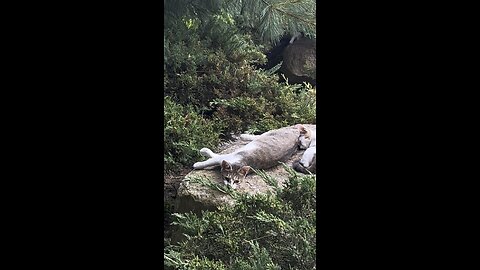 팔자 좋네 아기 고양이 잠자네요 #고양이 #cat