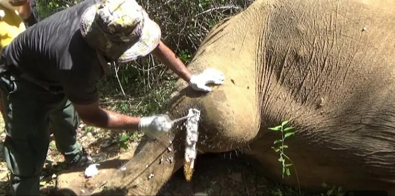 Huge Angry Elephant Suffering With an Abscess Popped In The Leg . Gently Treated ByTheBraveOfficer's