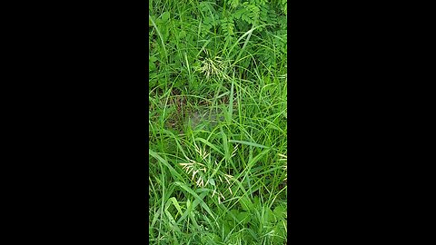 unknown creature part 2of3