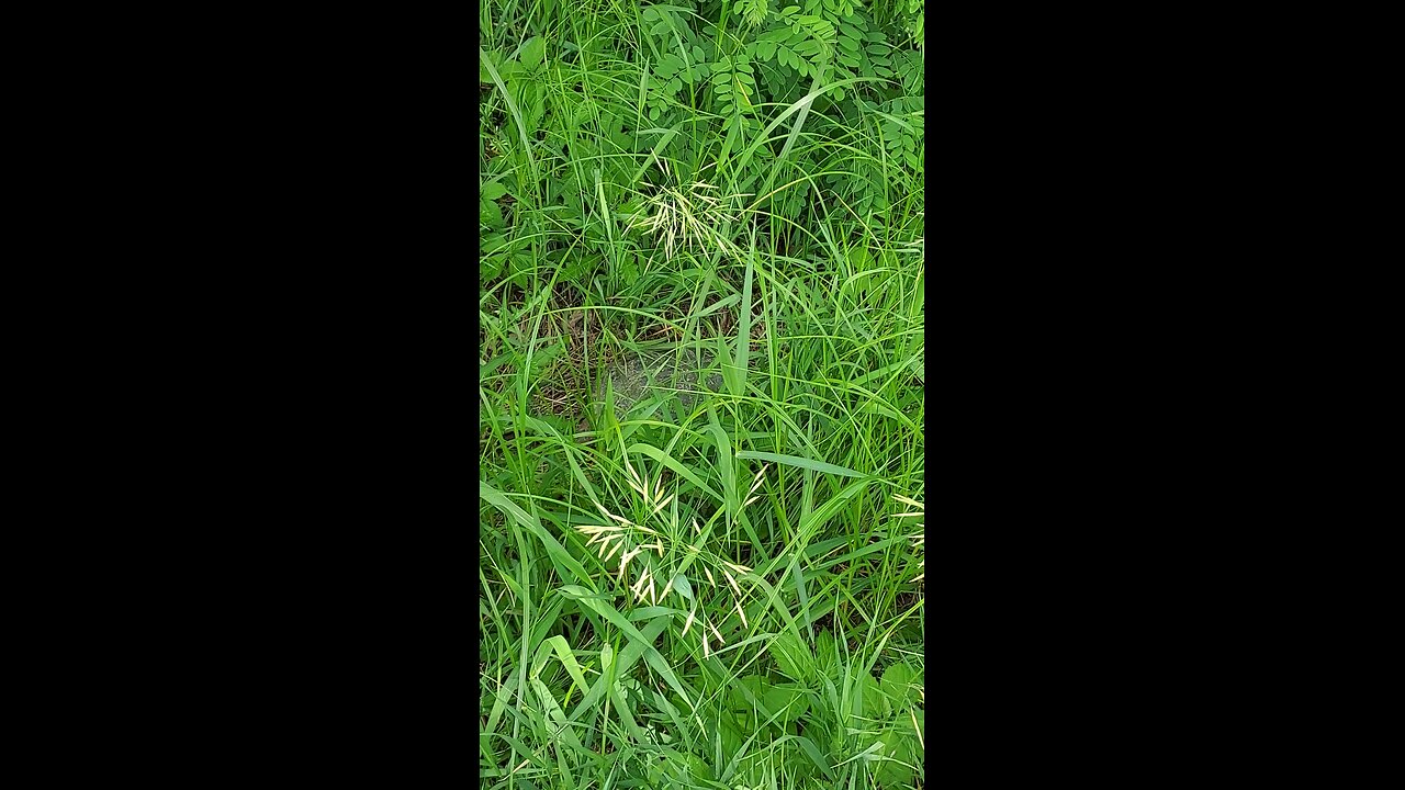 unknown creature part 2of3