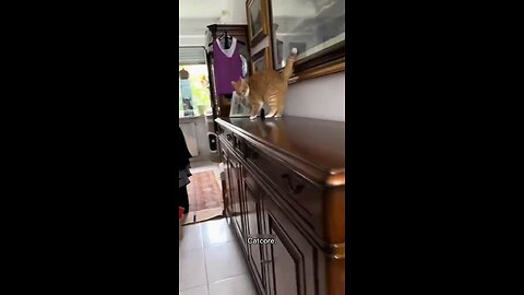 Funny cats#cat#funny#love#rumble