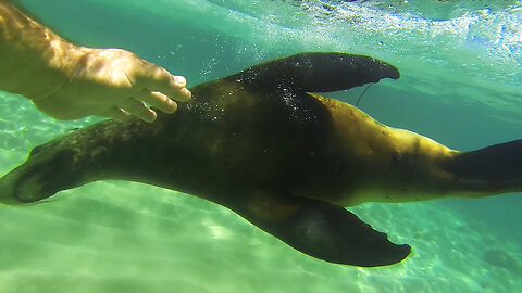 Is This Seal Being Friendly… or Warning Me? (4K UHD)