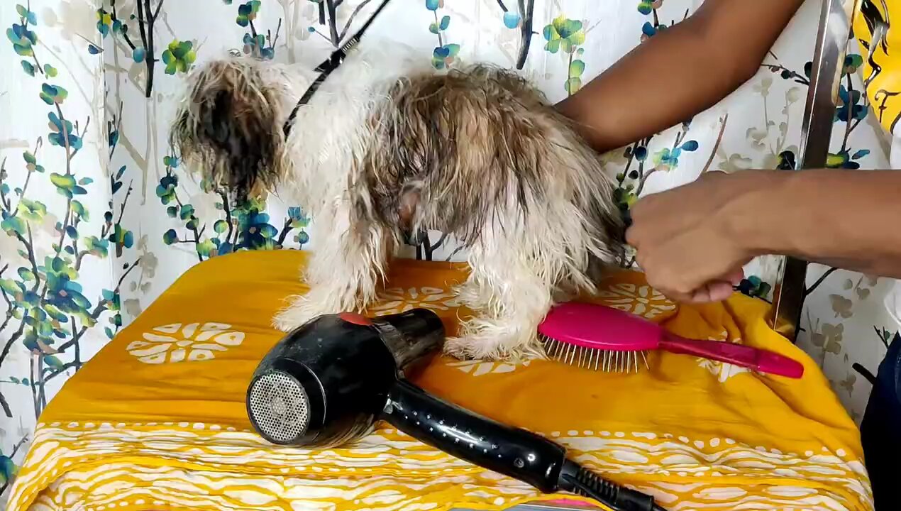 shih tzu grooming| After bath |
