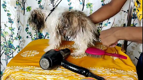 shih tzu grooming| After bath |