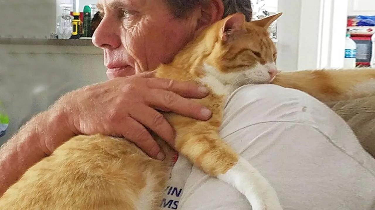 Cute Cats Have The Most Special Relationship With Their Owner BFFs - Cute Cat Moments
