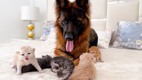 German Shepherd is Confused by the Meowing of a Tiny Kittens
