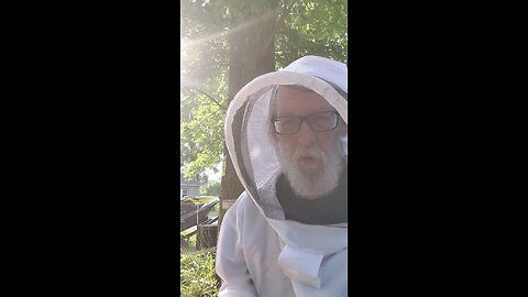 🐝Varrola mite treatment on Tree Swarm hive🐝