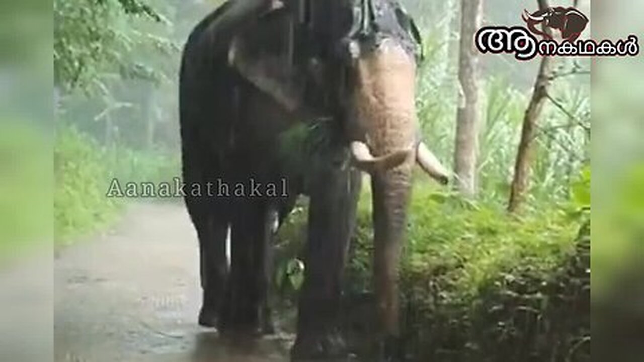 അറസ്റ്റ് ചെയ്തശേഷം ആനയെ ഉടമയ്ക്ക് നൽകി _ Balussery gajendran elephant _ Elephant attack in kerala