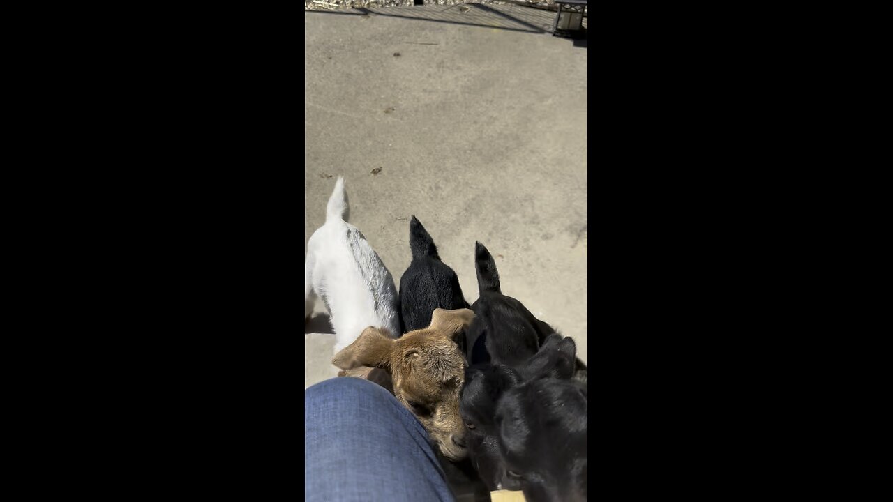 Baby goats getting their bottles