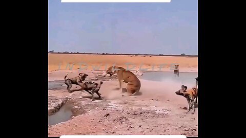 🎉Happy birthday everyone🌞It's To LAUGH When Watching This Video Cute DOG|cute cat|Please Follow me