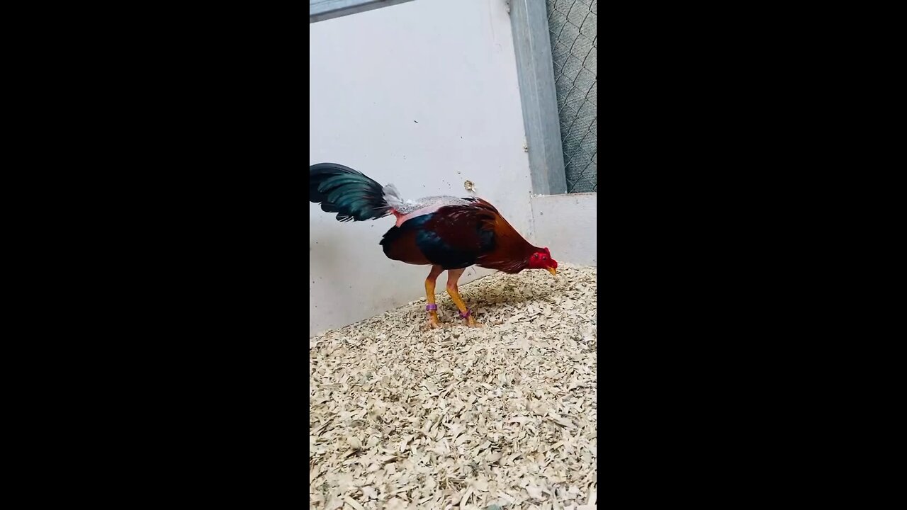 "The Power of Gamecocks: Legends in the Pit"