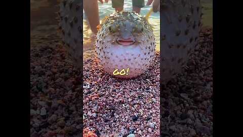 Funny Animal Videos - Comedy Voiceover!