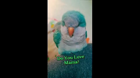 Boba loves Mommy