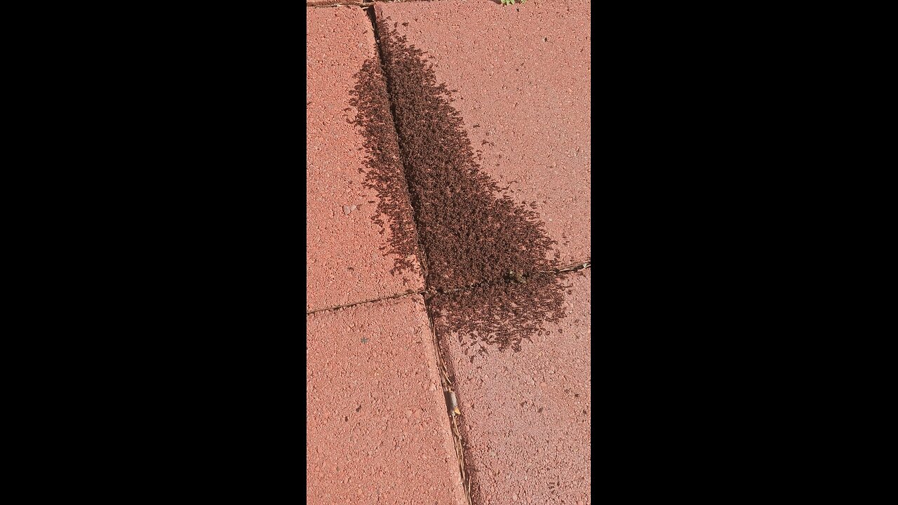 ants