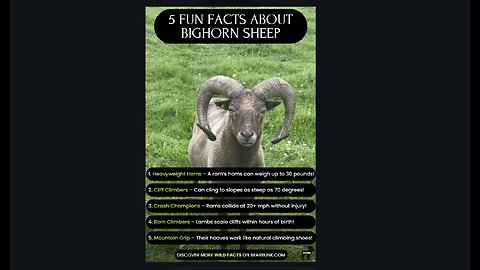 Bighorn Sheep: 5 Wild Facts You Didn’t Know! #wildlifewonders #animalfacts #animallovers