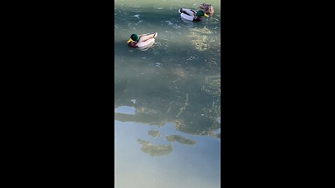 Mallard Ducks 🦆 #mallardducks #ducks #duck #subscribe #shorts #viral #trending #swimming