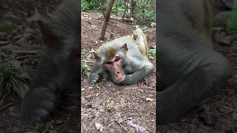 A boring day of a monkey