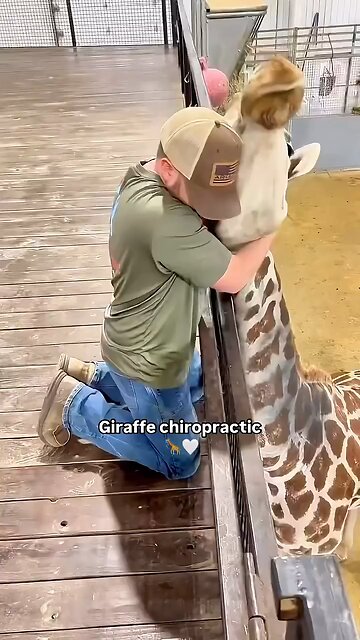 How does one become a giraffe chiropractor?