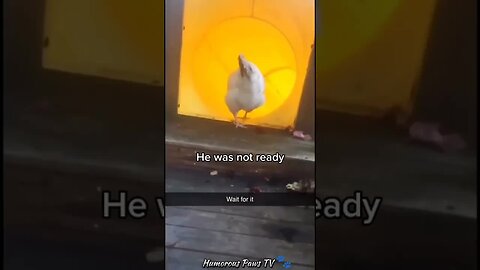 Pets Who Forgot How to Pet!