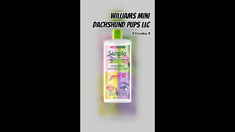 Williams Mini Dachshund pups