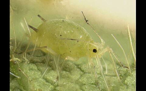 Common pests in your garden ( aphids )