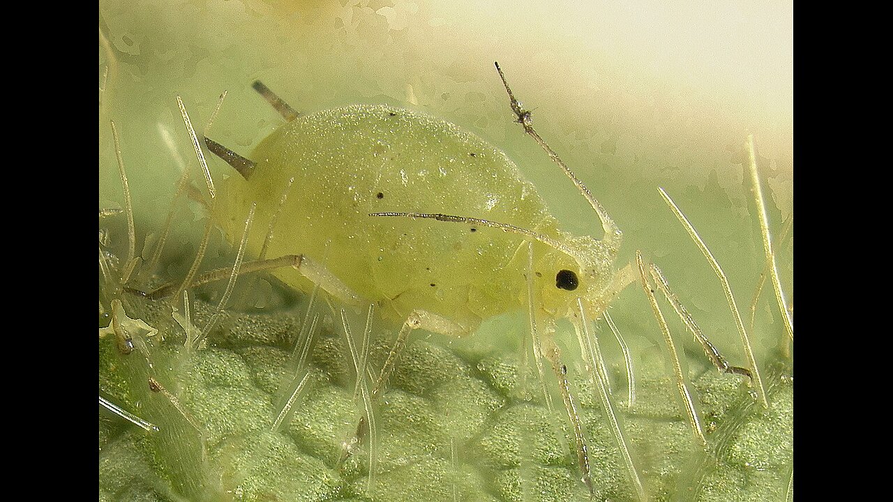 Common pests in your garden ( aphids )