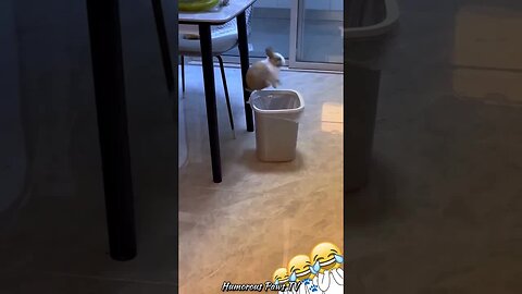 These Animals Had Me Laughing Non-Stop!