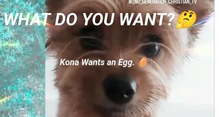 What Do You Want? Puppy Paw Language Kona Wants an Egg. Thank You God Your Provision #funnypuppy