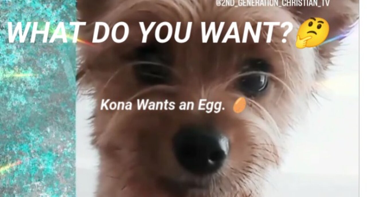 What Do You Want? Puppy Paw Language Kona Wants an Egg. Thank You God Your Provision #funnypuppy