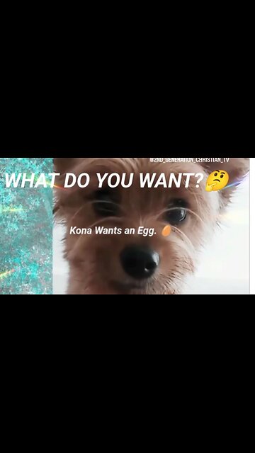 What Do You Want? Puppy Paw Language Kona Wants an Egg. Thank You God Your Provision #funnypuppy