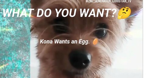 What Do You Want? Puppy Paw Language Kona Wants an Egg. Thank You God Your Provision #funnypuppy