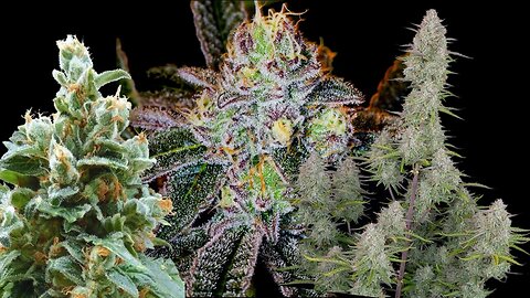 Dessert Flavored Cultivars