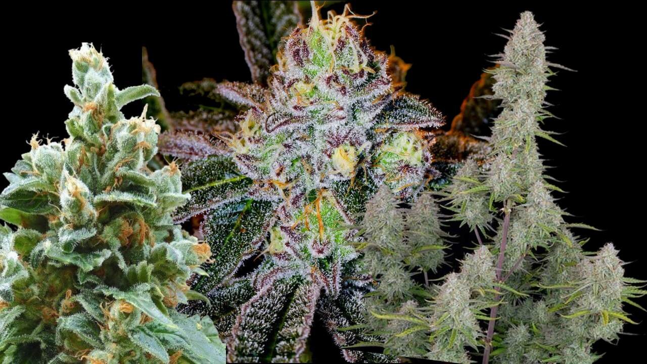 Dessert Flavored Cultivars