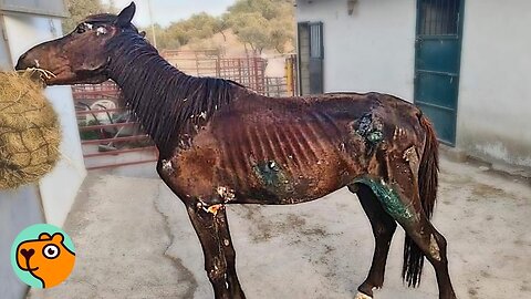 No One Thought Abandoned Horse Would Make It. Here We Are! | Cuddle Buddies