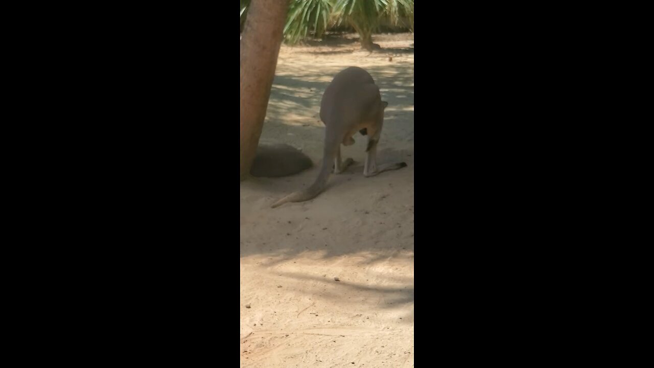 Kangaroo