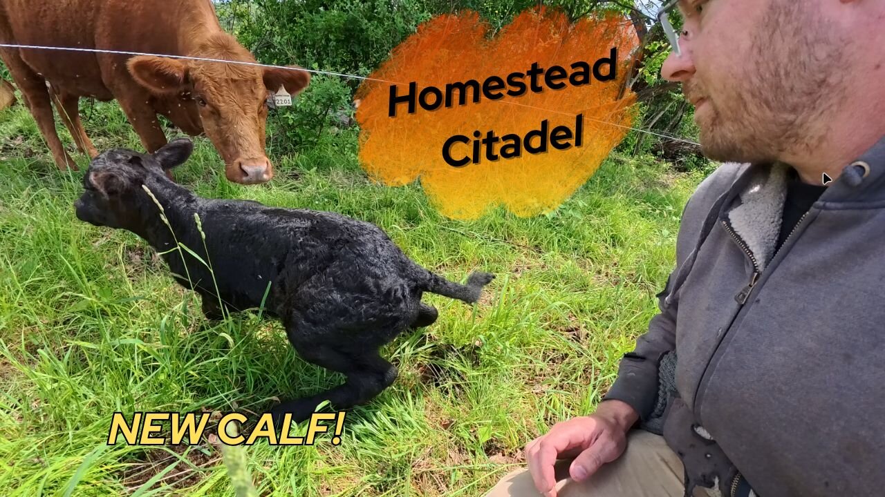 Welcome Our New Calf: Spring Adventures on the Homestead!