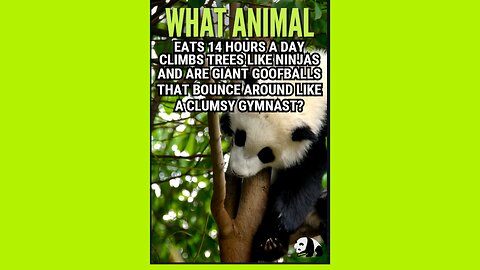 What Animal Eats 14 Hours a Day, Climbs Trees Like Ninjas & Are Giant Goofballs? Meet the Panda!!