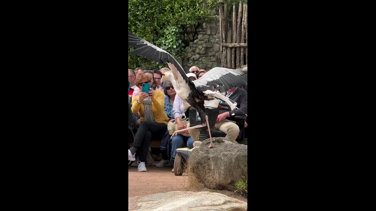 Feeding The Magestic Secretary Bird