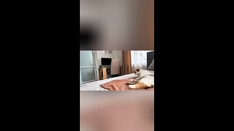 dog n cat friendship