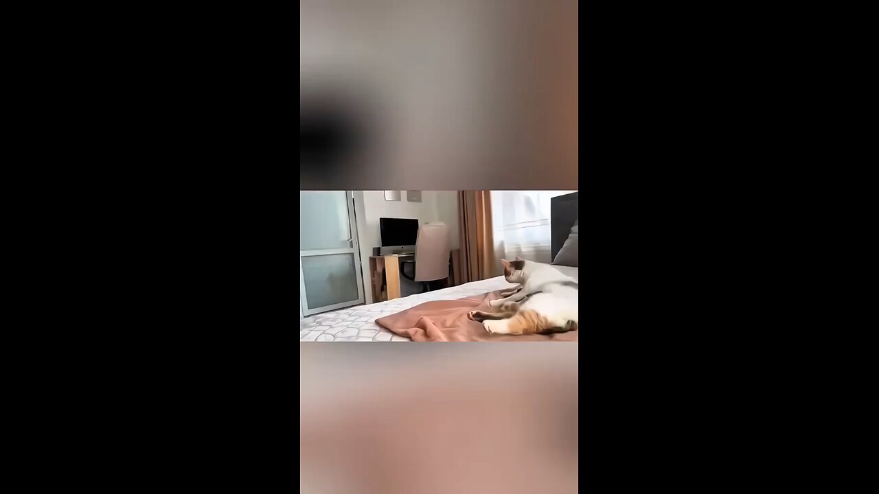 dog n cat friendship