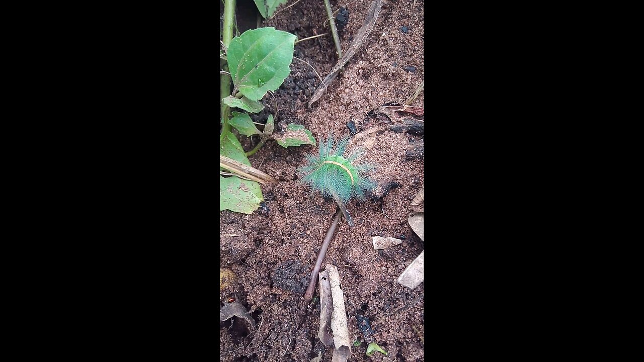 Is This a Snake or Worm? Shocking Green Creature Caught on Camera (PART 3)