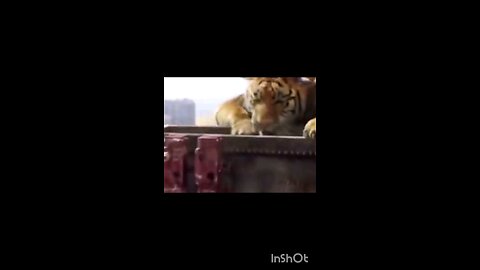 tiger ❤️
