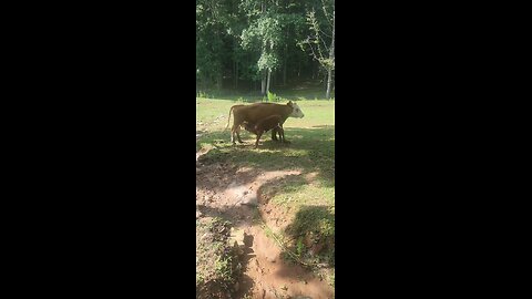 Momma cow feeding heifer calf 2025.