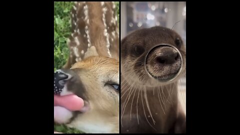 Four-legged beauties and more