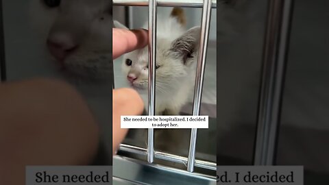 The guy helped the kitten get on her paws and taught her how to walk again